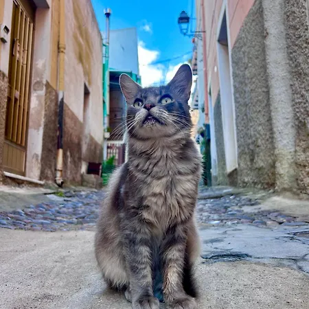 Domu Malaspina بوسا